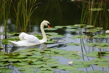 Höckerschwan (Cygnus olor), schwimmt zwischen Seerosen und Schilf, Leppinsee, Müritz Nationalpark, Mecklenburgische Seenplatte, Mecklenburg-Vorpommern, Deutschland © Carola Vahldiek