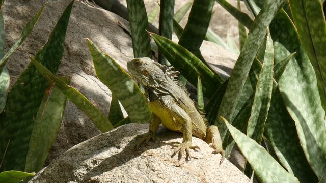 iguana warming up in the sun 4K UHD