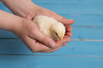chick on palm © Memed ÖZASLAN