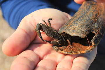 Краб из домика