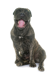 Obraz premium yawning bull mastiff in studio