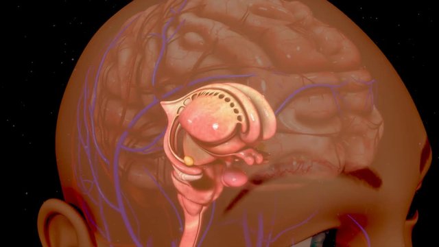 Human Brain
