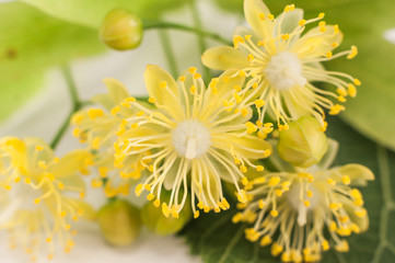 Linden flowers isolated on white background