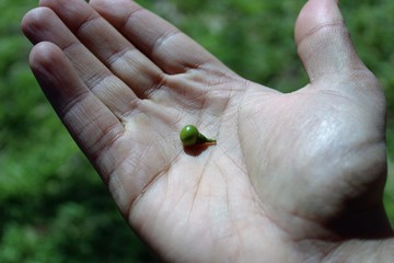 Reconciliation with nature.