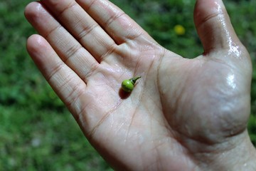 Reconciliation with nature.