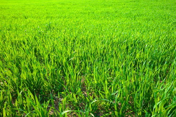 young green grain growing on farmland 