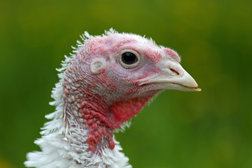 Junger weißer Truthahn in Freilandhaltung