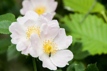 wild rose flower