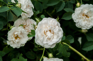 Obraz na płótnie Canvas white tea rose