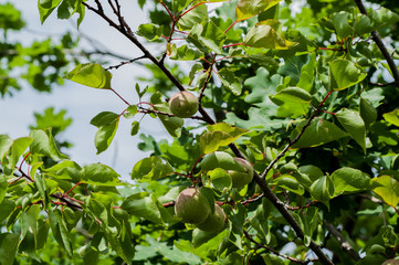 green apricot tree