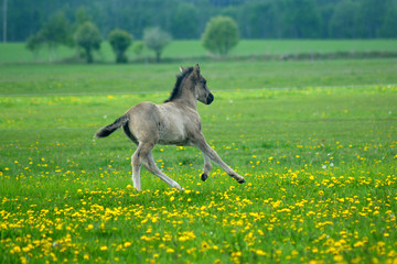 Obraz premium Horse foal running on a green meadow