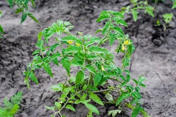 Flowering bush tomatoes in the garden