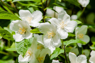 Fototapeta na wymiar White flower bush