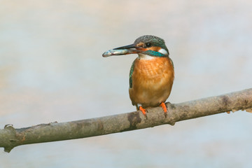 Eisvogel mit einem gefangenen Fisch auf einem Ast