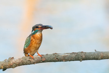 Eisvogel mit einem gefangenen Fisch auf einem Ast