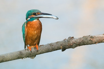Eisvogel mit einem gefangenen Fisch auf einem Ast