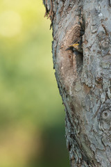Junger Star (Sturnus vulgaris) schaut aus der Bruthöhle in einem alten Obstbaum