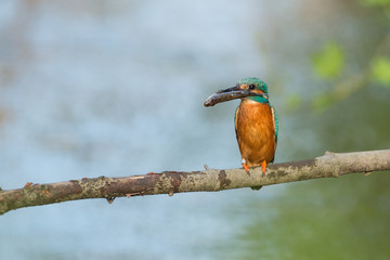 Eisvogel mit einem gefangenen Fisch auf einem Ast