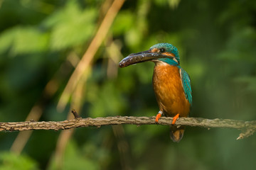 Eisvogel mit einem gefangenen Fisch auf einem Ast