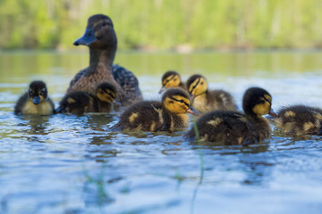junge Stockenten an einem See
