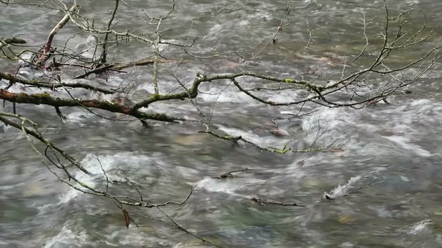 beech twig in the water of wuerm river, bavaria. germany.