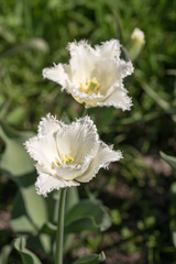 two white tulips
