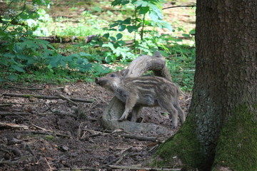 Ein Ferkel im Wald