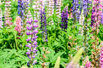 Purple And Pink Snapdragon Flowers In Spring