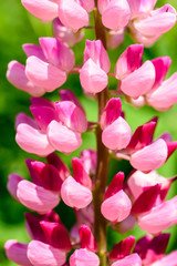 Pink Snapdragon Flower In Spring