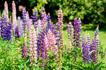 Purple And Pink Snapdragon Flowers In Spring