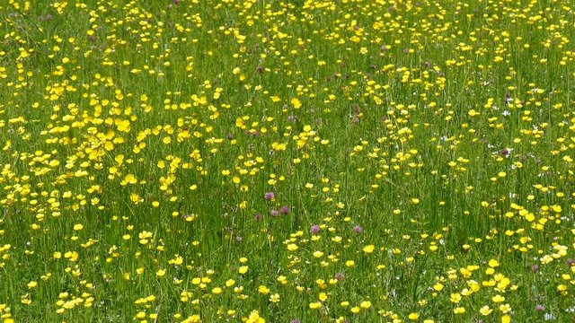 Buttercups.