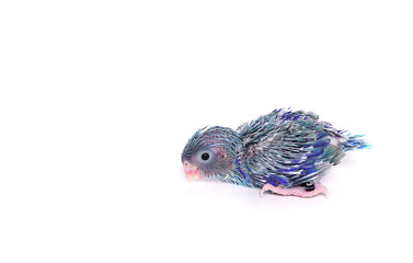 Cute Baby Pacific Parrotlet (15 days old), Forpus coelestis, perched against  white background