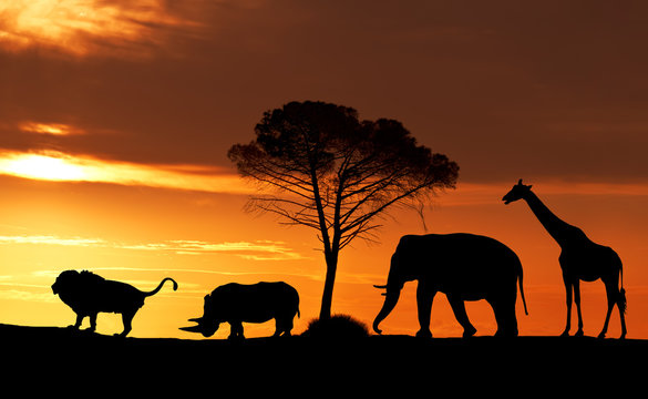 Silhouettes of African animals at sunset in the Savannah, collage