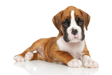 Obraz premium German boxer puppy on white
