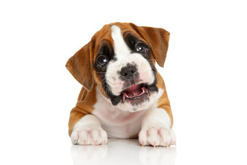 Beautiful Boxer puppy