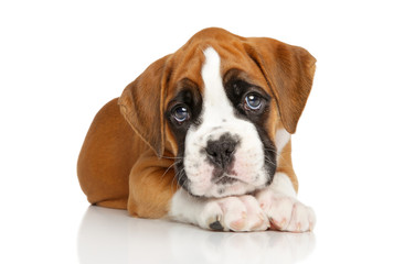 German Boxer puppy on white