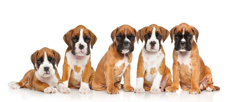 Five German Boxer puppies on white
