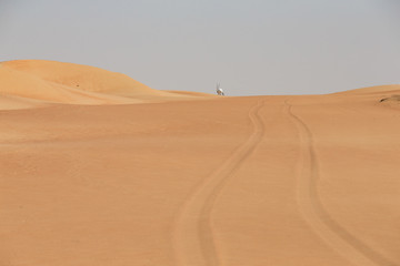 Fototapeta na wymiar Arabian Oryx at the end of tyre tracks in a desert near Dubai