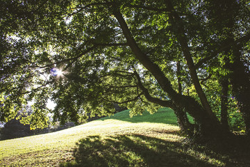 Wiese auf einem H&uuml;gel mit B&auml;umen im Gegenlicht