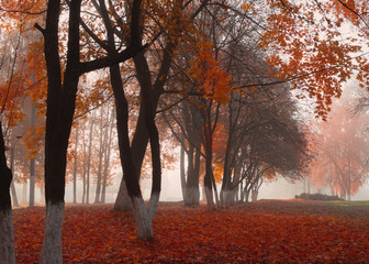 autumn park in fog