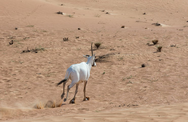 Arabian oryx running in a desert near Dubai, UAE