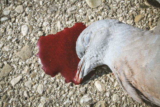 Kopf und Hals einer toten Taube in Blutlache