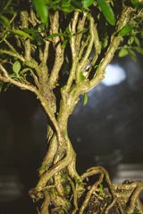 Crédence de cuisine en verre imprimé Bonsaï Detail der Wurzeln eines Bonsai-Baumes (Junischnee, Serissa)