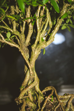 Detail der Wurzeln eines Bonsai-Baumes (Junischnee, Serissa)