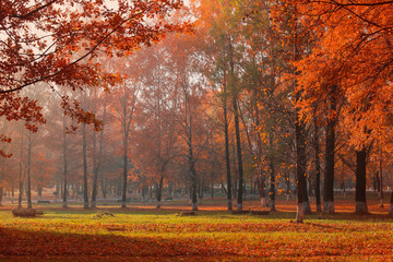 sunny autumn landscape