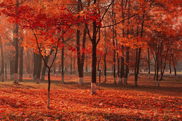 Fototapeta na wymiar sunny autumn landscape