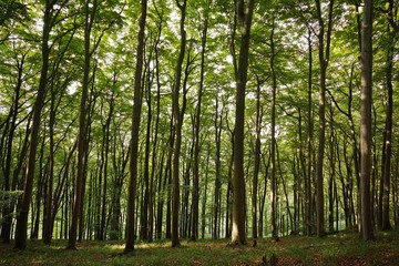 Buchenwald im Sommer