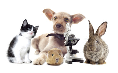 Puppy and microscope