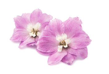 Fototapeta na wymiar violet delphinium flower isolated