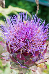 Artichoke flowering